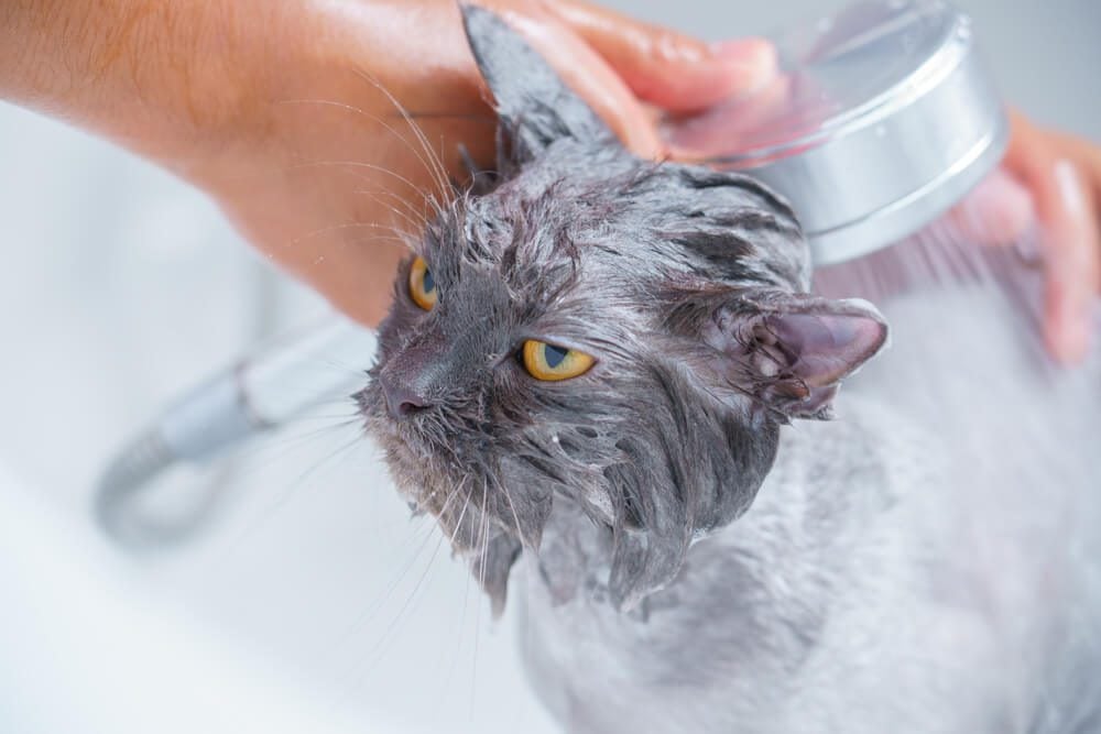 cat getting a bath