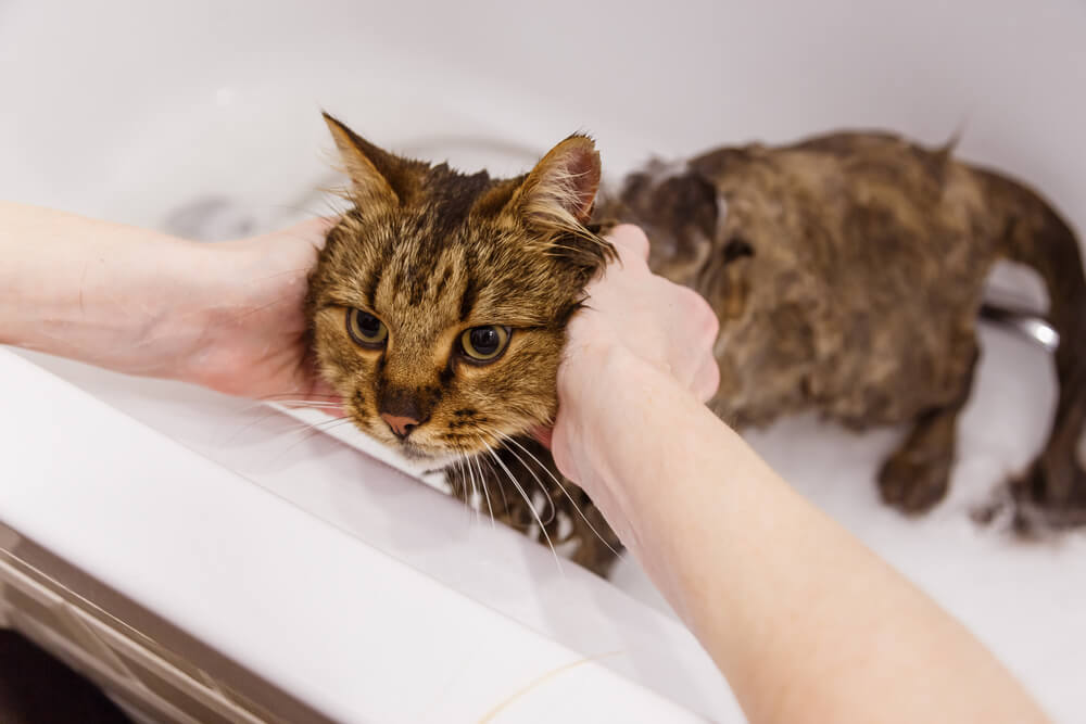 cat getting a bath with dandruff shampoo