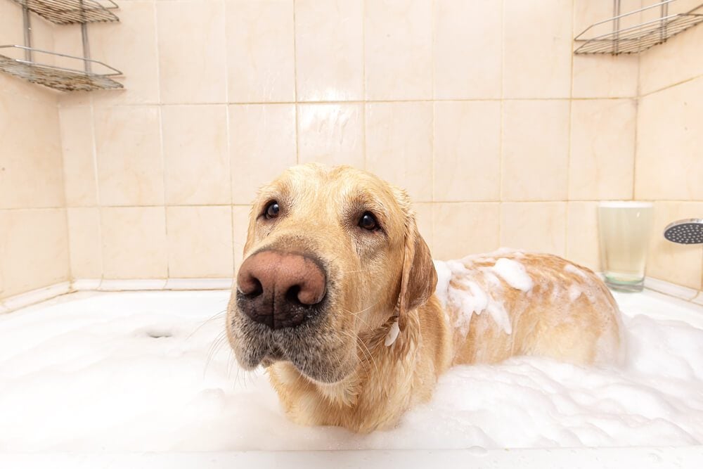 dog getting a bath with dandruff shampoo