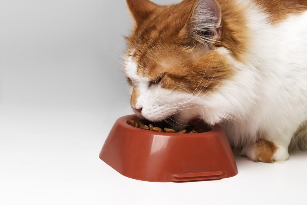 The Best 8 Senior Cat Foods for Your Aging Feline: Our Top Picks and Reviews