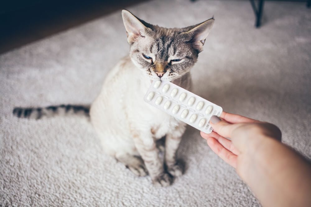 Gabapentin for Cats Benefits, Safety, Dosage and More!