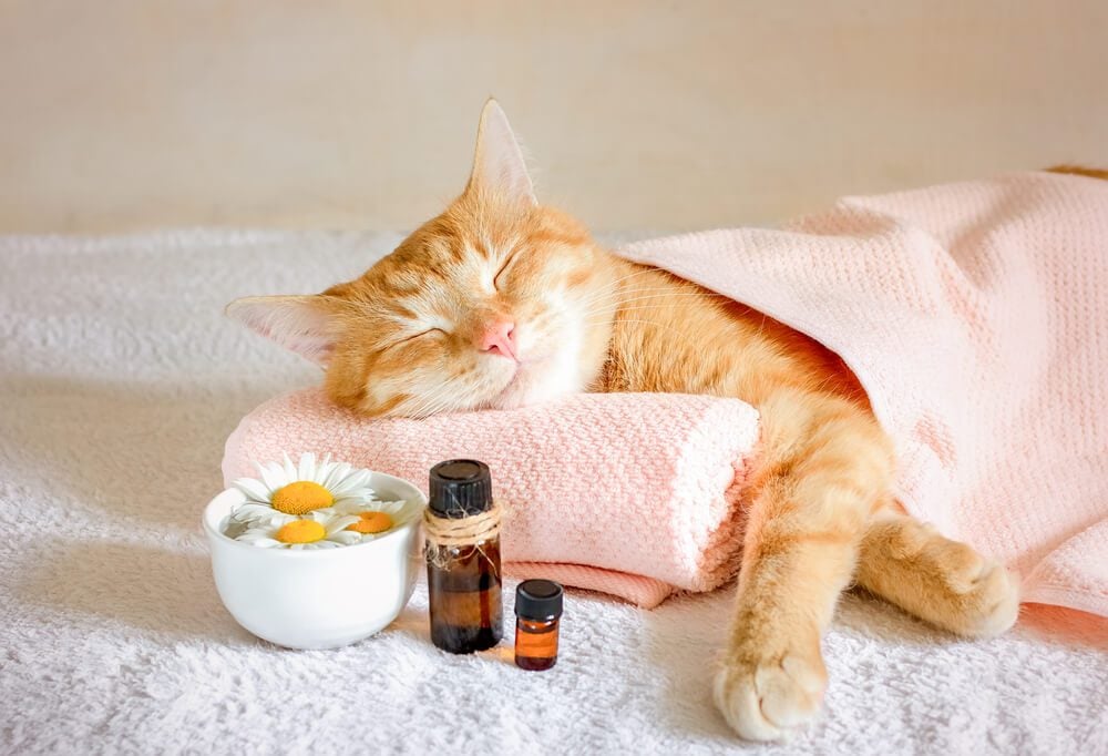 Are Essential Oils Safe for Cats