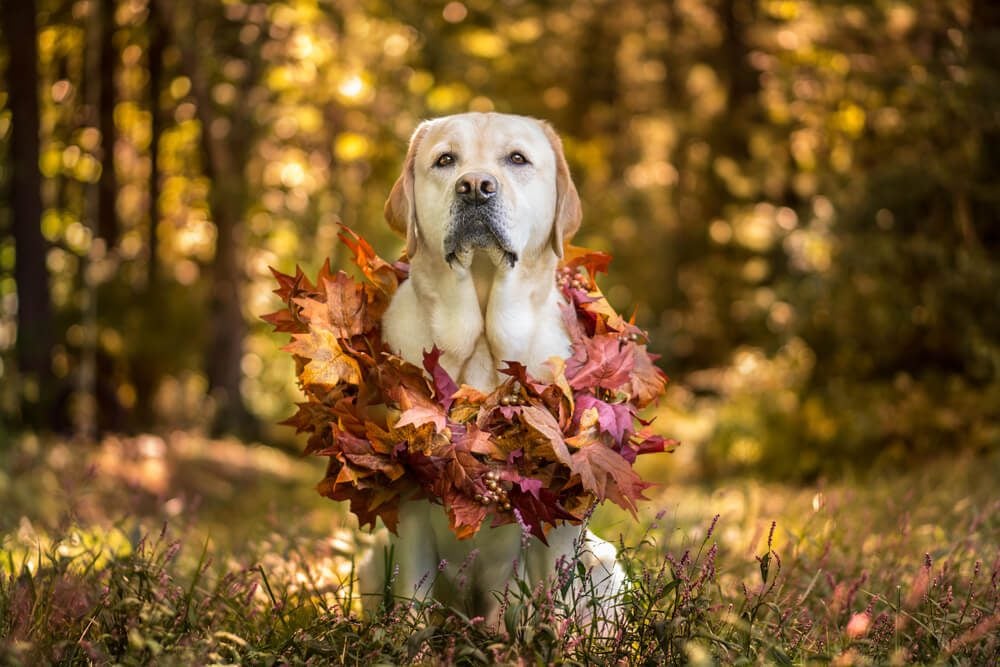 thanksgiving pet safety tips 5 ways to keep your pets safe this thanksgiving
