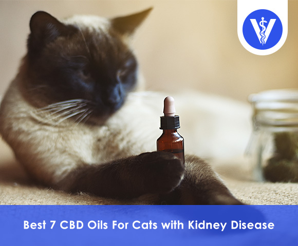 Best CBD Oils For Cats with Kidney Disease