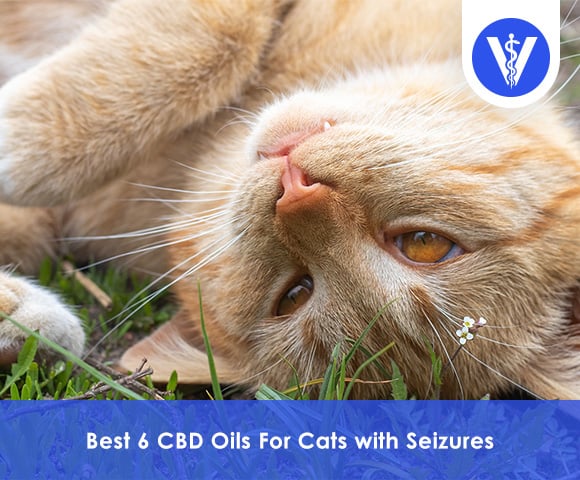 Best CBD Oils For Cats with Seizures