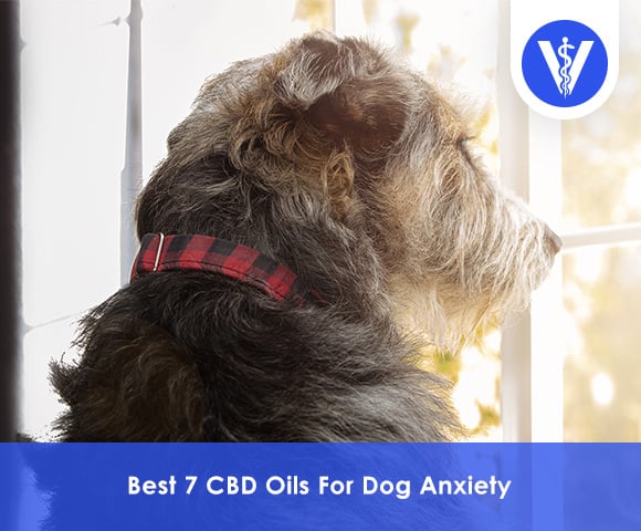 Best 7 CBD Oils For Dog Anxiety